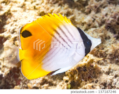 Juvenile threadfin butterflyfish. Hirizohama Beach, Nakagi, Minamiizu Town, Izu Peninsula, Shizuoka Prefecture - 2025 One of Japan's leading snorkeling spots Juvenile threadfin butterflyfish. Hirizohama Beach, Nakagi, Minamiizu Town, Izu Peninsula, Shizuoka Prefecture - 2025 One of Japan's leading snorkeling spots 137187246
