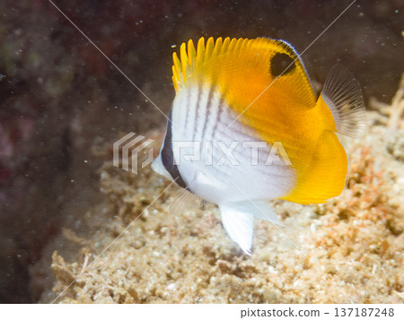 幼年絲鰭蝴蝶魚。日本靜岡縣伊豆半島南伊豆町中木町的堀浜海灘 - 2025，日本頂級浮潛地點之一 137187248