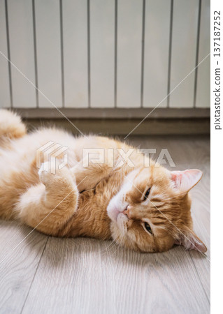 Ginger cat lying on its back on floor near heating radiator, symbolizing warmth and comfort during winter season Ginger cat lying on its back on floor near heating radiator, symbolizing warmth and comfort during winter season 137187252