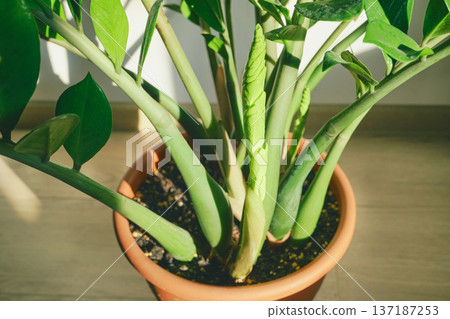 Zz plant pushing up fresh new shoot in terracotta pot 137187253