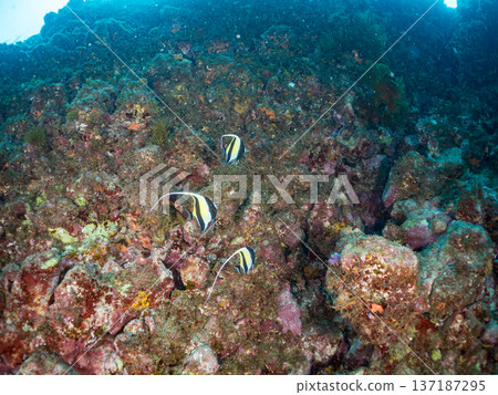 Moorish idols and more. Hirizohama Beach, Nakagi, Minamiizu Town, Izu Peninsula, Shizuoka Prefecture - 2025 One of Japan's best snorkeling spots. Summer Moorish idols and more. Hirizohama Beach, Nakagi, Minamiizu Town, Izu Peninsula, Shizuoka Prefecture - 2025 One of Japan's best snorkeling spots. Summer 137187295