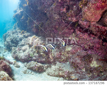 Moorish idols and more. Hirizohama Beach, Nakagi, Minamiizu Town, Izu Peninsula, Shizuoka Prefecture - 2025 One of Japan's best snorkeling spots. Summer Moorish idols and more. Hirizohama Beach, Nakagi, Minamiizu Town, Izu Peninsula, Shizuoka Prefecture - 2025 One of Japan's best snorkeling spots. Summer 137187296