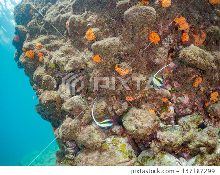 摩爾式神像等等。靜岡縣伊豆半島南伊豆町中木町的堀浜海灘 - 2025，日本最佳浮潛地點之一。夏季 137187299