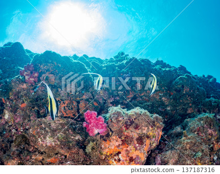 摩爾式神像等等。靜岡縣伊豆半島南伊豆町中木町的堀浜海灘 - 2025，日本最佳浮潛地點之一。夏季 137187316