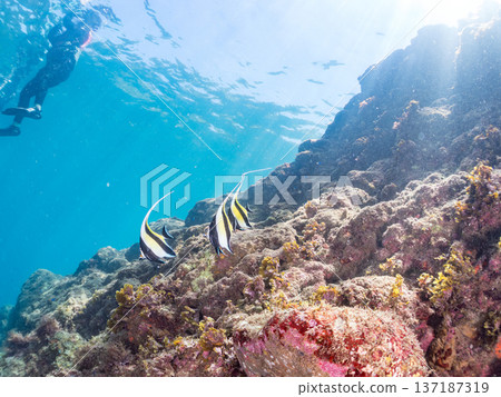 Moorish idols and more. Hirizohama Beach, Nakagi, Minamiizu Town, Izu Peninsula, Shizuoka Prefecture - 2025 One of Japan's best snorkeling spots. Summer 137187319
