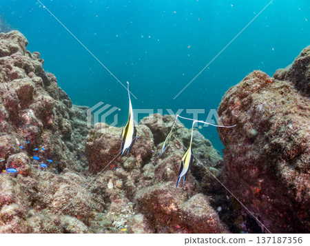 Moorish idols and more. Hirizohama Beach, Nakagi, Minamiizu Town, Izu Peninsula, Shizuoka Prefecture - 2025 One of Japan's best snorkeling spots. Summer 137187356