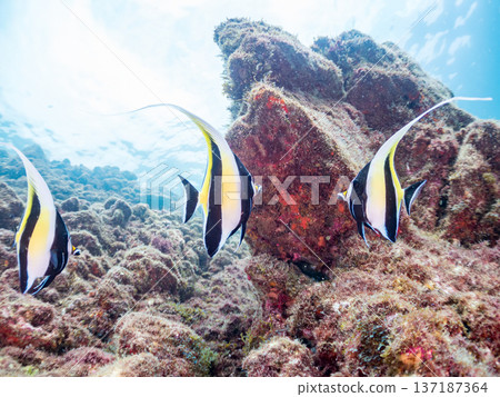 Moorish idols and more. Hirizohama Beach, Nakagi, Minamiizu Town, Izu Peninsula, Shizuoka Prefecture - 2025 One of Japan's best snorkeling spots. Summer Moorish idols and more. Hirizohama Beach, Nakagi, Minamiizu Town, Izu Peninsula, Shizuoka Prefecture - 2025 One of Japan's best snorkeling spots. Summer 137187364