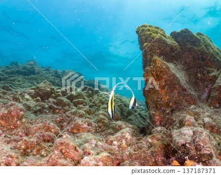 Moorish idols and more. Hirizohama Beach, Nakagi, Minamiizu Town, Izu Peninsula, Shizuoka Prefecture - 2025 One of Japan's best snorkeling spots. Summer 137187371