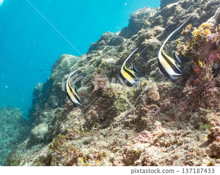 Moorish idols and more. Hirizohama Beach, Nakagi, Minamiizu Town, Izu Peninsula, Shizuoka Prefecture - 2025 One of Japan's best snorkeling spots. Summer 137187433
