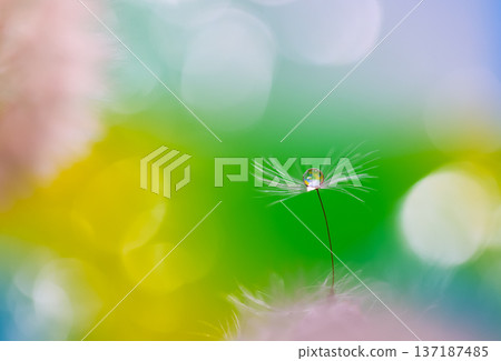 蒲公英絨毛漂浮在綠色背景上 137187485