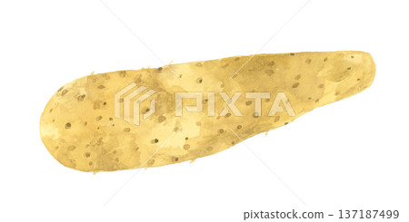 Nagaimo (single item) Hand-drawn watercolor illustration of vegetables 137187499