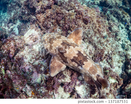 Large wrasse (Carcharhinidae) and others. Hirizohama, Nakagi, Minamiizu Town, Izu Peninsula, Shizuoka Prefecture - 2025 One of Japan's leading snorkeling spots 137187531