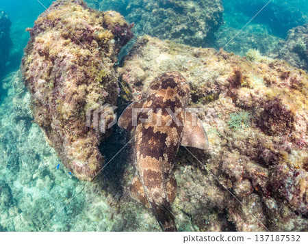 Large wrasse (Carcharhinidae) and others. Hirizohama, Nakagi, Minamiizu Town, Izu Peninsula, Shizuoka Prefecture - 2025 One of Japan's leading snorkeling spots 137187532