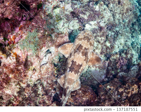大型隆頭魚(Carcharhinidae)及其他魚類。日本靜岡縣伊豆半島南伊豆町中木町平枝濱 - 2025 日本頂級浮潛地點之一 大型隆頭魚(Carcharhinidae)及其他魚類。日本靜岡縣伊豆半島南伊豆町中木町平枝濱 - 2025 日本頂級浮潛地點之一 137187551