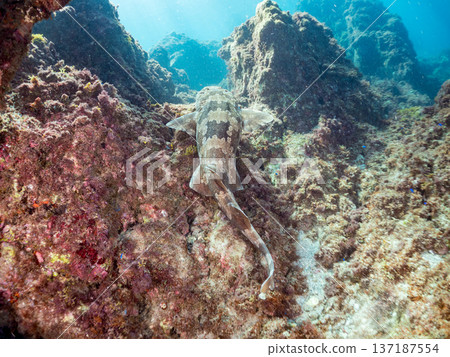 大型隆頭魚（Carcharhinidae）及其他魚類。日本靜岡縣伊豆半島南伊豆町中木町平枝濱 - 2025 日本頂級浮潛地點之一 137187554