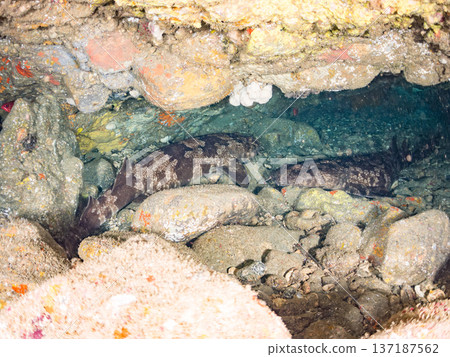 大型隆頭魚（Carcharhinidae）及其他魚類。日本靜岡縣伊豆半島南伊豆町中木町平枝濱 - 2025 日本頂級浮潛地點之一 137187562