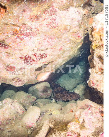 Large wrasse (Carcharhinidae) and others. Hirizohama, Nakagi, Minamiizu Town, Izu Peninsula, Shizuoka Prefecture - 2025 One of Japan's leading snorkeling spots 137187583