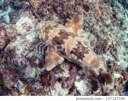 Large wrasse (Carcharhinidae) and others. Hirizohama, Nakagi, Minamiizu Town, Izu Peninsula, Shizuoka Prefecture - 2025 One of Japan's leading snorkeling spots 137187594