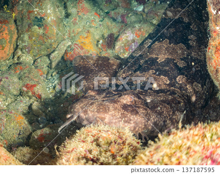 大型隆頭魚(Carcharhinidae)及其他魚類。日本靜岡縣伊豆半島南伊豆町中木町平枝濱 - 2025 日本頂級浮潛地點之一 大型隆頭魚(Carcharhinidae)及其他魚類。日本靜岡縣伊豆半島南伊豆町中木町平枝濱 - 2025 日本頂級浮潛地點之一 137187595