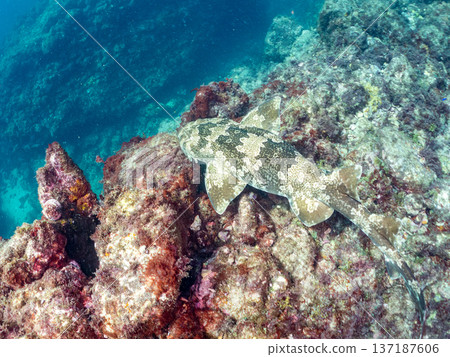 Large wrasse (Carcharhinidae) and others. Hirizohama, Nakagi, Minamiizu Town, Izu Peninsula, Shizuoka Prefecture - 2025 One of Japan's leading snorkeling spots 137187606