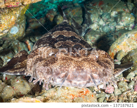 大型隆頭魚(Carcharhinidae)及其他魚類。日本靜岡縣伊豆半島南伊豆町中木町平枝濱 - 2025 日本頂級浮潛地點之一 大型隆頭魚(Carcharhinidae)及其他魚類。日本靜岡縣伊豆半島南伊豆町中木町平枝濱 - 2025 日本頂級浮潛地點之一 137187621