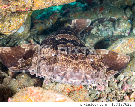 大型隆頭魚（Carcharhinidae）及其他魚類。日本靜岡縣伊豆半島南伊豆町中木町平枝濱 - 2025 日本頂級浮潛地點之一 137187622