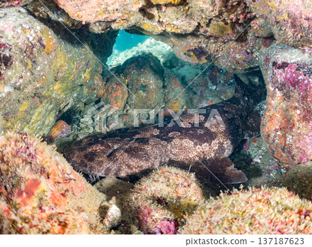 大型隆頭魚(Carcharhinidae)及其他魚類。日本靜岡縣伊豆半島南伊豆町中木町平枝濱 - 2025 日本頂級浮潛地點之一 大型隆頭魚(Carcharhinidae)及其他魚類。日本靜岡縣伊豆半島南伊豆町中木町平枝濱 - 2025 日本頂級浮潛地點之一 137187623
