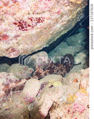 大型隆頭魚(Carcharhinidae)及其他魚類。日本靜岡縣伊豆半島南伊豆町中木町平枝濱 - 2025 日本頂級浮潛地點之一 大型隆頭魚(Carcharhinidae)及其他魚類。日本靜岡縣伊豆半島南伊豆町中木町平枝濱 - 2025 日本頂級浮潛地點之一 137187626