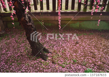 三重縣津市由紀神社:盛開的垂梅花和飄落的花瓣 三重縣津市由紀神社:盛開的垂梅花和飄落的花瓣 137187633