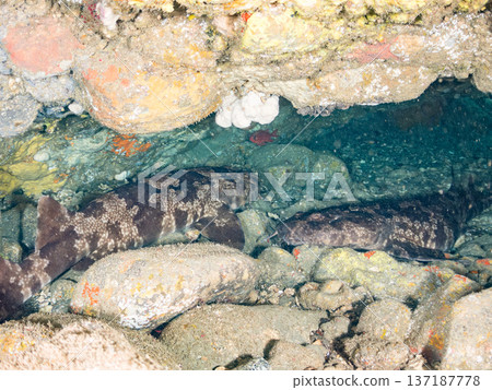 大型隆頭魚（Carcharhinidae）及其他魚類。日本靜岡縣伊豆半島南伊豆町中木町平枝濱 - 2025 日本頂級浮潛地點之一 137187778