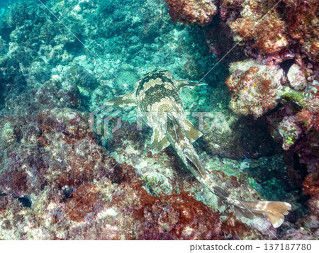 Large wrasse (Carcharhinidae) and others. Hirizohama, Nakagi, Minamiizu Town, Izu Peninsula, Shizuoka Prefecture - 2025 One of Japan's leading snorkeling spots 137187780