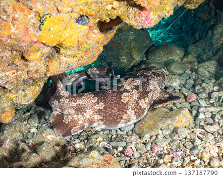 大型隆頭魚(Carcharhinidae)及其他魚類。日本靜岡縣伊豆半島南伊豆町中木町平枝濱 - 2025 日本頂級浮潛地點之一 大型隆頭魚(Carcharhinidae)及其他魚類。日本靜岡縣伊豆半島南伊豆町中木町平枝濱 - 2025 日本頂級浮潛地點之一 137187790