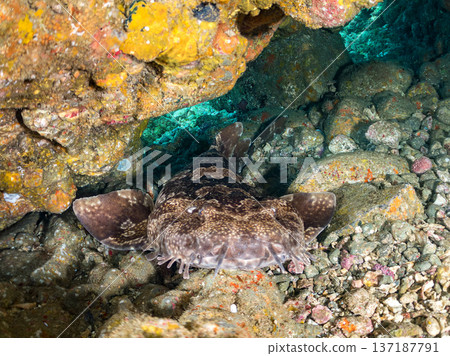 大型隆頭魚(Carcharhinidae)及其他魚類。日本靜岡縣伊豆半島南伊豆町中木町平枝濱 - 2025 日本頂級浮潛地點之一 大型隆頭魚(Carcharhinidae)及其他魚類。日本靜岡縣伊豆半島南伊豆町中木町平枝濱 - 2025 日本頂級浮潛地點之一 137187791