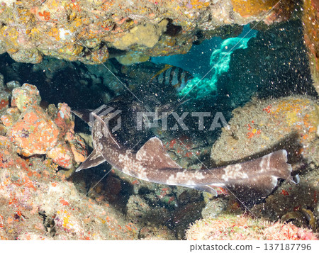 Large wrasse (Carcharhinidae) and others. Hirizohama, Nakagi, Minamiizu Town, Izu Peninsula, Shizuoka Prefecture - 2025 One of Japan's leading snorkeling spots 137187796