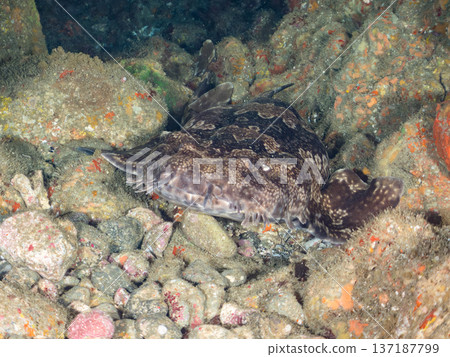 大型隆頭魚（Carcharhinidae）及其他魚類。日本靜岡縣伊豆半島南伊豆町中木町平枝濱 - 2025 日本頂級浮潛地點之一 137187799