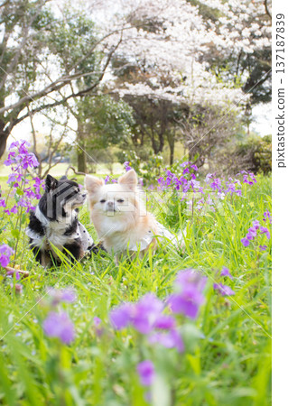 Two Chihuahuas sitting in a flower field with cherry blossoms in full bloom Two Chihuahuas sitting in a flower field with cherry blossoms in full bloom 137187839