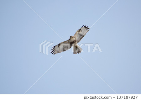 A buzzard spreading its wings A buzzard spreading its wings 137187927
