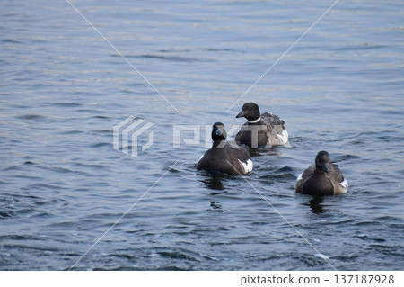 Brent Geese Drifting in the Winter Sea Brent Geese Drifting in the Winter Sea 137187928
