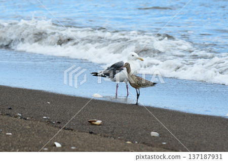 海岸邊的斑尾塍鷸和海鷗 137187931