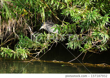秋夜鷺凝視著河流 137187932