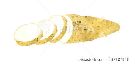 Sliced yam - Hand-drawn watercolor illustration of vegetables 137187946