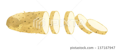 Sliced yam - Hand-drawn watercolor illustration of vegetables 137187947