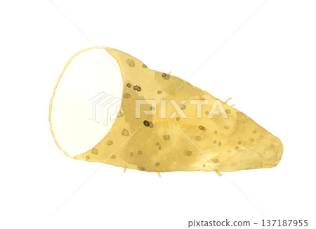 Nagaimo cut in half - Hand-drawn watercolor illustration of vegetables Nagaimo cut in half - Hand-drawn watercolor illustration of vegetables 137187955