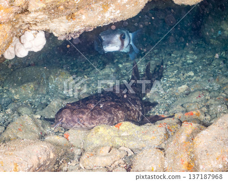 Large giant ocephalus (Carcharhinidae), pufferfish, and others. Hirizohama, Nakagi, Minamiizu Town, Izu Peninsula, Shizuoka Prefecture - 2025 Large giant ocephalus (Carcharhinidae), pufferfish, and others. Hirizohama, Nakagi, Minamiizu Town, Izu Peninsula, Shizuoka Prefecture - 2025 137187968