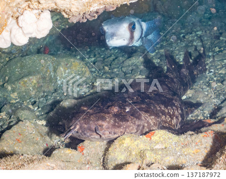 Large giant ocephalus (Carcharhinidae), pufferfish, and others. Hirizohama, Nakagi, Minamiizu Town, Izu Peninsula, Shizuoka Prefecture - 2025 Large giant ocephalus (Carcharhinidae), pufferfish, and others. Hirizohama, Nakagi, Minamiizu Town, Izu Peninsula, Shizuoka Prefecture - 2025 137187972