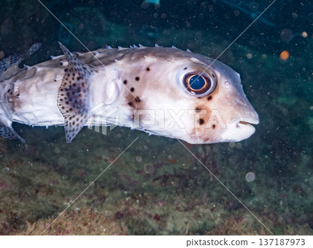 大型巨型頭魚（真鯊科）、河豚等。靜岡縣伊豆半島南伊豆町Hirizohama、Nakagi - 2025 137187973