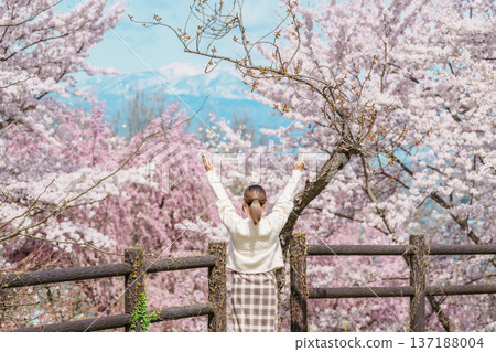 Woman tourist sightseeing Sakura Cherry Blossom in Spring, happy traveler travel in Tendo Park or Maizuru Park in Yamagata prefecture, Tohoku, Japan. famous Landmark for Travel and Vacation Woman tourist sightseeing Sakura Cherry Blossom in Spring, happy traveler travel in Tendo Park or Maizuru Park in Yamagata prefecture, Tohoku, Japan. famous Landmark for Travel and Vacation 137188004