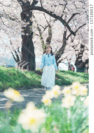 Woman tourist sightseeing Kitakami Tenshochi Park with Sakura Cherry Blossom in Spring, traveler travel in Kitakami festival, Iwate prefecture, Japan. Landmark for Travel and Vacation destination Woman tourist sightseeing Kitakami Tenshochi Park with Sakura Cherry Blossom in Spring, traveler travel in Kitakami festival, Iwate prefecture, Japan. Landmark for Travel and Vacation destination 137188017