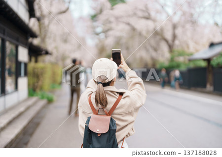 Woman tourist sightseeing and taking photo Sakura Cherry Blossom in Spring. traveler travel in Samurai village in Kakunodate town, Semboku District, Akita Prefecture, Japan. Landmark and vacation 137188028