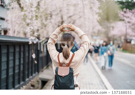 Woman tourist sightseeing Sakura Cherry Blossom in Spring. Happy traveler travel in Samurai village or Little Kyoto in Kakunodate town, Semboku District, Akita Prefecture, Japan. Landmark and Vacation 137188031